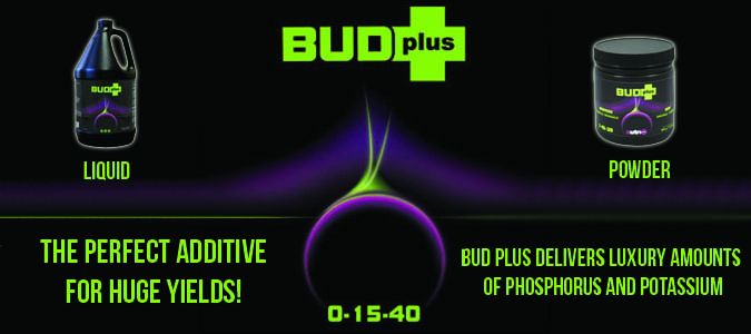 bud plus header 2