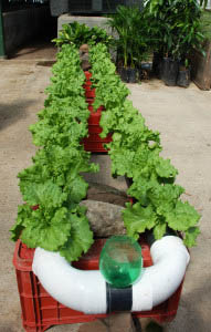 hydroponic system